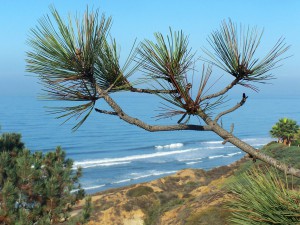 torrey-pines-beach-300x225.jpg